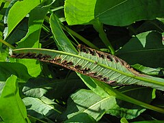 Masse de spores libérées.