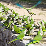 Flock på mur i Santa Ponsa på Mallorca.