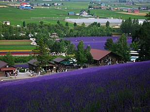 Lavender field in Hokkaido JAPAN