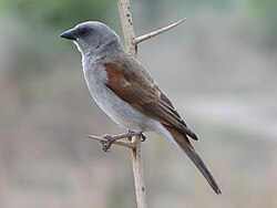 Adult bysparv i Tanzania