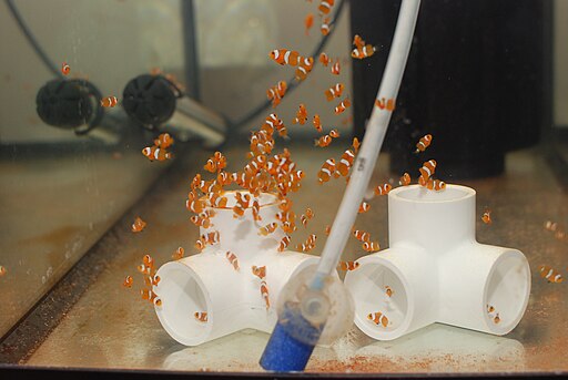 Clownfish breeding results in baby clownfish within one month