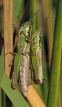 小翅稻蝗（Oxya yezoensis）