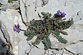 Habitus, gefiederte Laubblätter und Blütenstände des Berg-Spitzkiel (Oxytropis jacquinii)