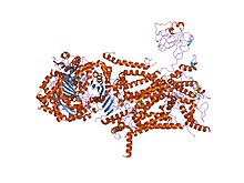 PDB 1l0n EBI.jpg