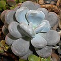 Růžice Pachyphytum oviferum