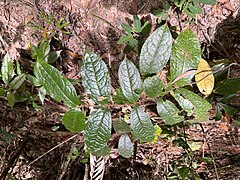 Foliage