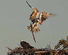 A pair of ospreys building a nest. Pandion haliaetus -Belize -building nest-8.jpg