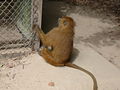 Guinea-Pavian Guinea Baboon