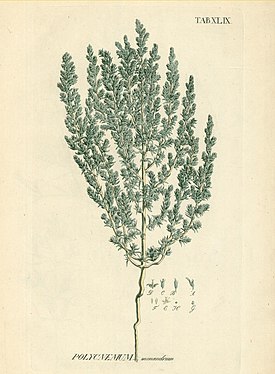 Петросимония однотычинковая (Petrosimonia monandra)