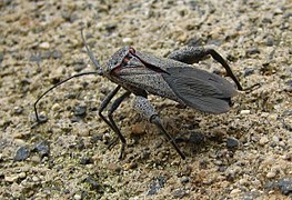 Sweetpotato bug