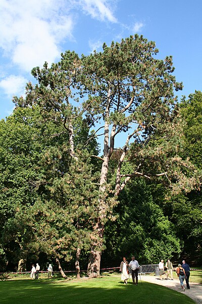 Plik:Pinus nigra JPG4Aa.jpg