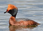 Miniatura para Podiceps auritus