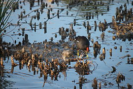 Polla de agua (Gallinula chloropus) en Moraira