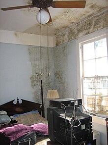 Bedroom with mold on wall and ceiling