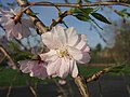 Flor del cerezo primaveral, símbolo de Oyama
