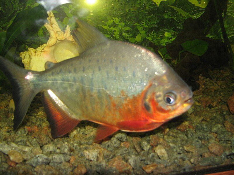 File:Red Pacu.JPG