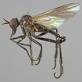 Rhamphomyia nitidula