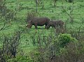 Rhinocéros blancs