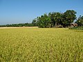 A rice field and an adjacent country house in Netrokona, by Raiyan