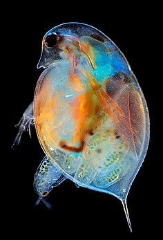 Na puge d’égoua (Daphnia). (veré dèfenicion 3 396 × 5 000*)