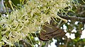 Fleurs de Roupala montana (probablement Roupala pyrifolia Knight, 1809)