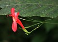 Ruellia macrophylla var. macrophylla