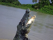 Saltwater crocodiles, even adults, can breach out of the water in upwards direction to capture food, although are most often seen to do so when coerced by bait, as seen here Saltwater Crocodile (Crocodylus porosus) (8851846180).jpg