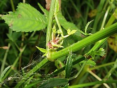 葉腋にあるうちから発芽しているものもある。