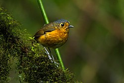 Skifferkronad myrpitta (G. nana)