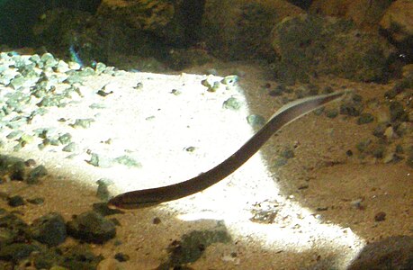 Brook lamprey