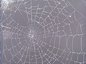 Toile d'Araneidae (Araneae)