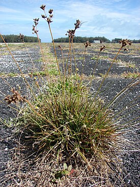 Fimbristylis cymosa, атолл Мидуэй