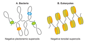 Basic units of genomic organization in bacteria and eukaryotes Genomic DNA, depicted as a grey line, is negatively supercoiled in both bacteria and eukaryotes. However, the negatively supercoiled DNA is organized in the plectonemic form in bacteria, whereas it is organized in the toroidal form in eukaryotes. Nucleoid associated proteins (NAPs), shown as colored spheres, restrain half of the plectonemic supercoils, whereas almost all of the toroidal supercoils are induced as well as restrained by nucleosomes (colored orange), formed by wrapping of DNA around histones. Subhash nucleoid 05.png