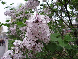 Syringa oblata