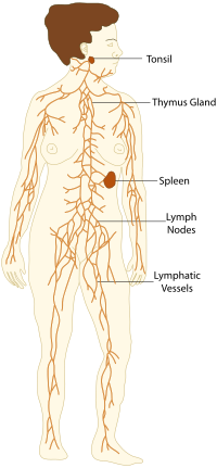 TE-Lymphatic system diagram