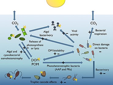 Bacterioplankton and the pelagic marine food web
Solar radiation can have positive (+) or negative (-) effects resulting in increases or decreases in the heterotrophic activity of bacterioplankton. The pelagic marine food web and bacterioplankton.jpg