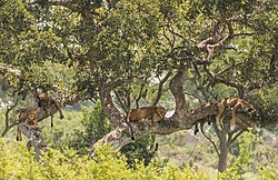 Friedlich dösende Löwen in einem Baum im Queen Elizabeth Nationalpark, Uganda
