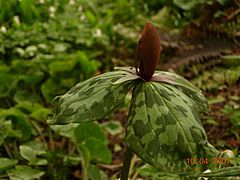 Description de l'image Trillium foetidissimum.jpg.