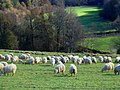 Troupeau de brebis dans le pays basque