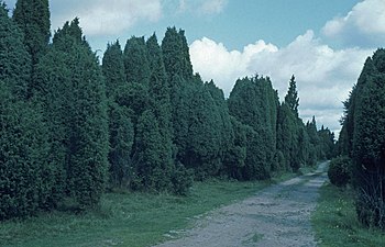 Vägen genom Anderstorps eneskog 1970