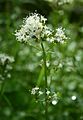 Valeriana sitchensis