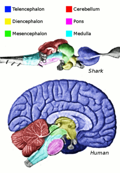 The brain regions of sharks and humans Vertebrate-brain-regions.png