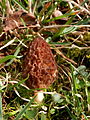 Morchella esculenta