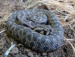 Palestininė angis (Vipera palaestinae)