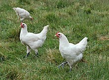 C'est quoi le poulet ? dans POULE et COQ 220px-Volailles_Bresse_crop