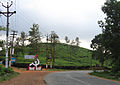 Wayanad - Parisons Estate, Thalapuzha.jpg