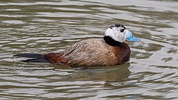 Kékcsőrű réce (Oxyura leucocephala)