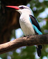 Woodland Kingfisher