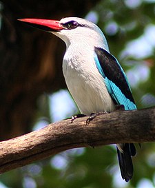 Cekakak Senegal(Halcyon senegalensis)