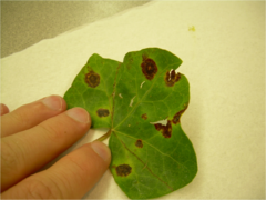 Description de l'image Xanthomonas leaf spot.png.